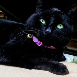 My cat